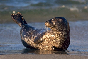 Images Dated 30th June 2011: USA; California; La Jolla; San Diego; A baby seal lifting its tail in anticipation