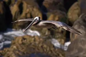 Images Dated 6th June 2011: USA; California; La Jolla; San Diego; A Pelican Flying over the Pacific Coast