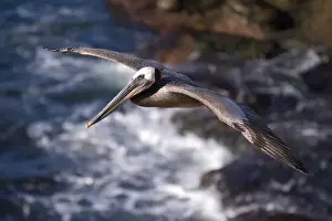 San Diego Prints: USA; California; La Jolla; San Diego; A Pelican Flying over the Pacific Coast