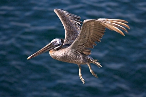 Images Dated 7th July 2011: USA; California; La Jolla; San Diego; A Pelican Flying over the Pacific Coast