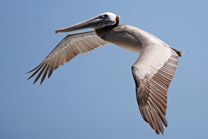 Images Dated 5th June 2011: USA; California; La Jolla; San Diego; A Pelican Flying over the Pacific Coast