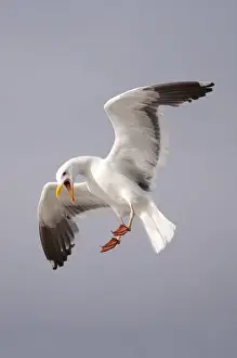 Pacific Coast Prints: USA; California; La Jolla; San Diego; A Seagull Flying over the Pacific Coast