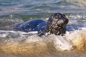 Images Dated 26th June 2011: USA; California; La Jolla; San Diego; A seal coming ashore along the Pacific Coast