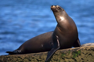 USA; California; La Jolla; San Diego; A seal in La Jolla
