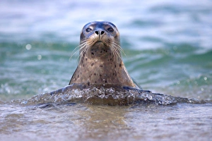 Images Dated 17th June 2011: USA; California; La Jolla; San Diego; A seal swimming along the Pacific Coast