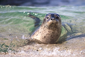 Images Dated 17th June 2011: USA; California; La Jolla; San Diego; A seal swimming along the Pacific Coast