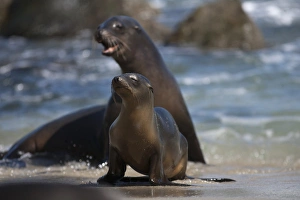 Images Dated 9th March 2016: USA, California, La Jolla. Sea lions on beach surf