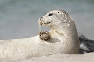 Images Dated 9th July 2015: USA, California, La Jolla. White baby harbor seal on sand