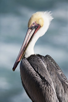 Images Dated 15th December 2015: USA, California, La Jolla. Young brown pelican portrait