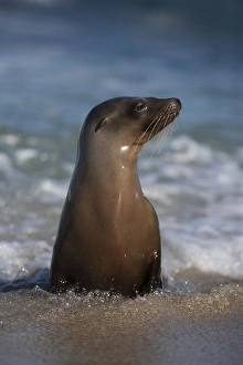 Images Dated 15th March 2016: USA, California, La Jolla. Young sea lion in beach water