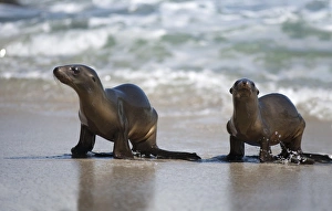 Images Dated 9th March 2016: USA, California, La Jolla. Young sea lions on sand