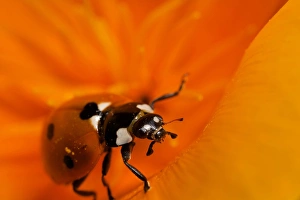 USA, California. Ladybug on a poppy. Credit as: Christopher Talbot Frank / Jaynes