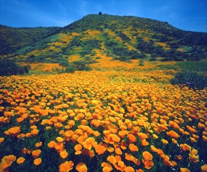 USA, California, Lake Elsinore. California poppies covering a hillside