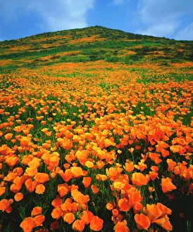 Botanical Prints: USA, California, Lake Elsinore. California poppies covering a hillside