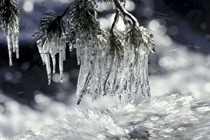 Lake Tahoe Prints: USA, California, Lake Tahoe. Icicles over Eagle Creek at sunrise
