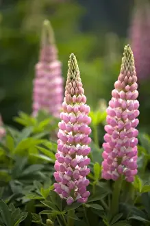 Lake Tahoe Prints: USA, California, Lake Tahoe. Lupine (Lupinus perennis) blooming at Lake Tahoe