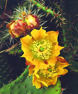 Images Dated 6th May 2014: USA, California, Lakeside, Prickly Pear Cactus Wildflowers