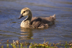 Geese Prints: USA; California; Lakeside; San Diego; Canada Gosling in Lakeside