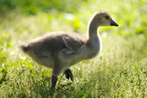 USA; California; Lakeside; San Diego; Canada Gosling in Lakeside