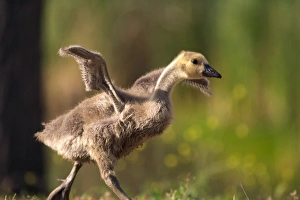 Images Dated 19th May 2011: USA; California; Lakeside; San Diego; Canada Gosling in Lakeside