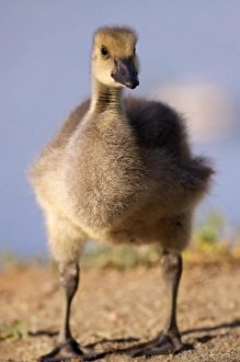 Images Dated 16th May 2011: USA; California; Lakeside; San Diego; Canada Gosling in Lakeside