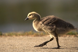 Images Dated 19th May 2011: USA; California; Lakeside; San Diego; Canada Gosling in Lakeside; bird; waterfowl