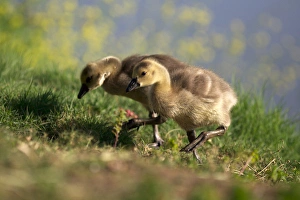 Images Dated 12th May 2011: USA; California; Lakeside; San Diego; Canada Goslings in Lakeside
