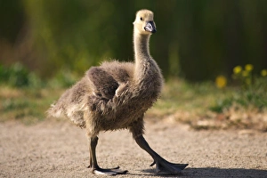 Images Dated 19th May 2011: USA; California; Lakeside; San Diego; Canadian Gosling in Lakeside