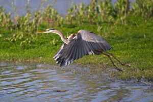 Images Dated 14th May 2011: USA; California; Lakeside; San Diego:; Great Blue Heron flying in Lakeside