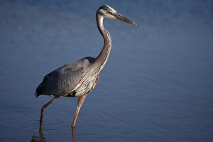 Images Dated 12th May 2011: USA; California; Lakeside; San Diego:; Great Blue Heron in Lakeside