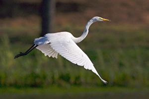 Images Dated 9th June 2011: USA; California; Lakeside; San Diego:; Great Egret flying in Lakeside