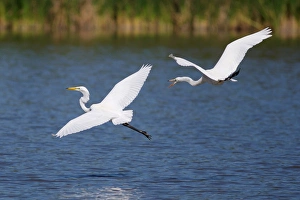 Images Dated 7th June 2011: USA; California; Lakeside; San Diego; Great Egrets in Lakeside