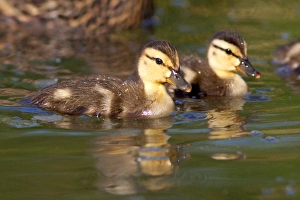 Images Dated 14th May 2011: USA; California; Lakeside; San Diego; Mallard Ducklings in Lakeside