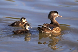 Images Dated 14th May 2011: USA; California; Lakeside; San Diego:; Mother and Wood Duckligs in Lakeside