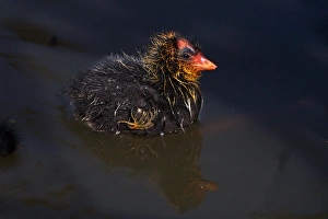 Images Dated 2nd June 2011: USA; California; Lakeside; San Diego; Mud Chick in Lakeside