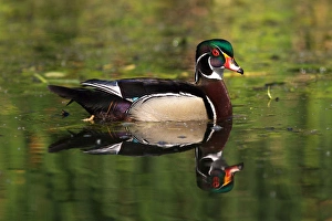 Images Dated 20th May 2011: USA; California; Lakeside; San Diego; Wood Duck in Lakeside