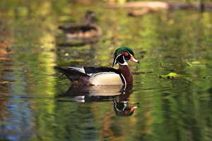 Images Dated 20th May 2011: USA; California; Lakeside; San Diego:; Wood Ducks in Lakeside