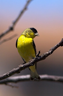 Images Dated 10th May 2011: USA; California; Lakeside; San Diego; A Yellow Finch in Lakeside