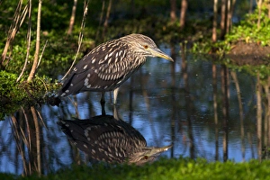 Images Dated 20th May 2011: USA; California; Lakeside; San Diego:; A Young Black-Crowned Night-Heron in Lakeside