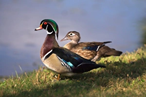 USA, California, Lakeside, Wood Duck. Credit as: Christopher Talbot Frank / Jaynes