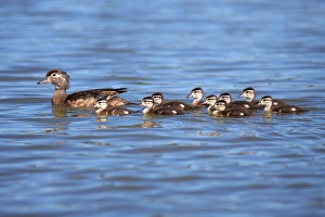 Images Dated 30th June 2011: USA; California; Lakeside; Wood Ducklings on Lindo Lake in Lakeside