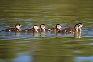 Images Dated 30th June 2011: USA; California; Lakeside; Wood Ducklings on Lindo Lake in Lakeside