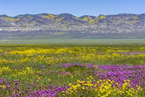 Painterly Prints: Usa, California. Landscape of meadow full of owls clover