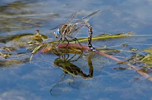 Egg Laying Prints: USA, California, Lassen County. Female California darner lays eggs on plant in creek