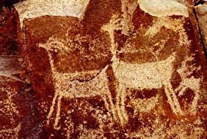 Images Dated 12th October 2007: USA, California, Little Petroglyph Canyon, Ridgecrest. Wall of ancient petroglyph rock carvings