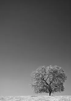 Images Dated 12th March 2005: USA, California. Lone oak tree in the Sierra Nevada foothills