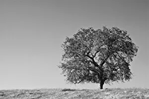 USA, California. Lone oak tree in the Sierra Nevada foothills