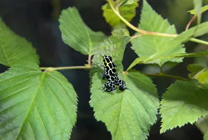 Images Dated 2021 July: USA, California, Long Beach Aquarium. Captive variable poison arrow frog on leaf