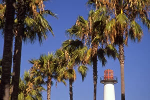 Images Dated 2nd June 2006: USA, California, Long Beach. The Lions Lighthouse is framed by a row of palm