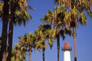 Leadership Prints: USA, California, Long Beach. The Lions Lighthouse is framed by a row of palm
